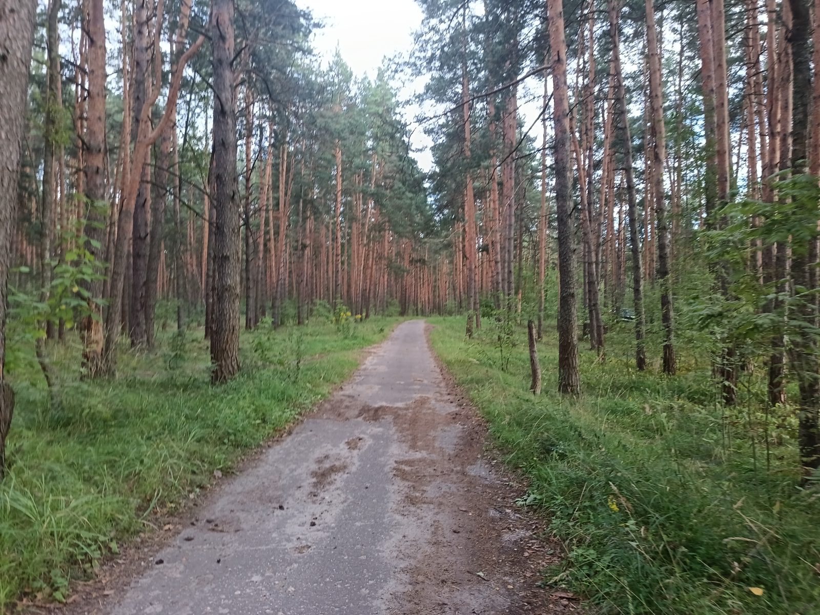 Прогулка по сосновому лесу